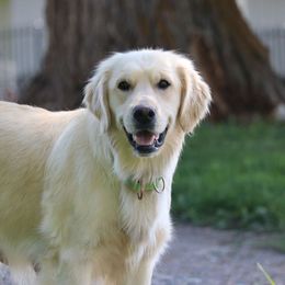 Ivy - Golden Retriever