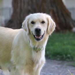 Ivy - Golden Retriever