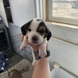 Boy 4 - Black brown and white male Basset Hound puppy in Las Animas, Colorado from J&D Dachsies