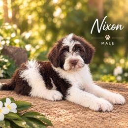 Nixon - Red & white male Toy Australian Shepherd puppy in Honolulu, Hawaii from Liana’s Toy Aussies