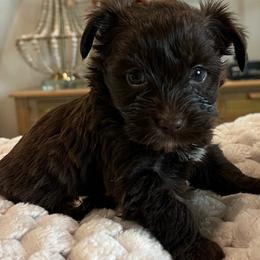 Pippa - Chocolate, tan and white female Yorkshire Terrier puppy in Calhoun, Georgia from Peach State Yorkies