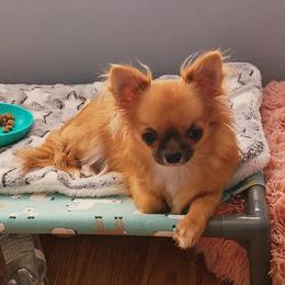 Bea - Chihuahua