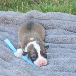 Light Blue Collar Female - Red female Pembroke Welsh Corgi puppy in Tenino, Washington from LoneStar Corgis NW