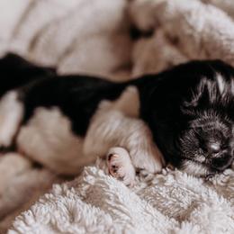 Newfoundland Puppies from Kinson Ridge Giants