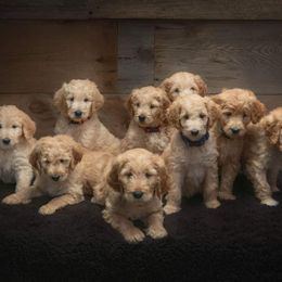 Goldendoodle Puppies from Prairie Doodle Dogs