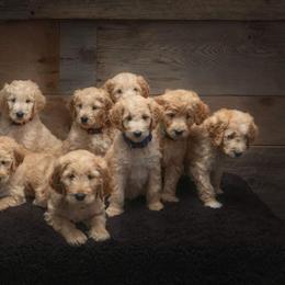 Goldendoodle Puppies from Prairie Doodle Dogs