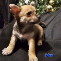 Blue - Black sabled fawn male Chihuahua puppy in Bethlehem, Pennsylvania from Steel City Exotics