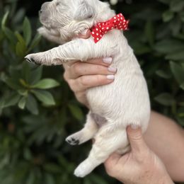Golden Retriever Puppies from Sanctuary Ranch Goldens