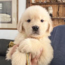 Yellow Stripe Collar Girl - Golden female Golden Retriever puppy in Garrison, Montana from Mattiaci Goldens