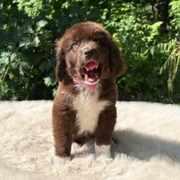Luna OFA - Brown female Newfoundland puppy in Falmouth, Michigan from Dyer Lake Newfoundland’s