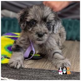 RIVER - OFA-Genetics-2 year warranty. - Merle female Goldendoodle puppy in Jeddo, Michigan from Apple Creek Doodles