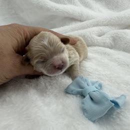 Boy 2 - Apricot male Maltipoo puppy in Denair, California from 209PuppiesCaliforniaMaltipoo