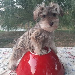 Miniature Schnauzers from Diana's Miniature Schnauzers