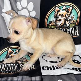 Paisley 7340 - Cream and white female Chihuahua puppy in Palmyra, Indiana from Country Star Chihuahuas