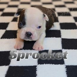 Sprocket - Black and white male Boston Terrier puppy in Lead Hill, Arkansas from Bull Shoals Bostons
