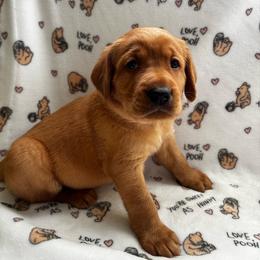Jack - Yellow male Labrador Retriever puppy in Melrose, New Mexico from ECMO Farm Dalmatians & Labrador Retrievers