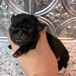 Gray collar - Black male Pug puppy in Tucson, Arizona from Furever Friends