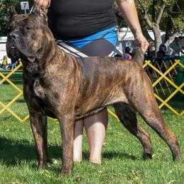 Sabrina - Cane Corso
