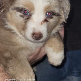 Girl - Red merle female Miniature Australian Shepherd puppy in Conneaut, Ohio from J&K Mini Aussies and Golden Retrievers
