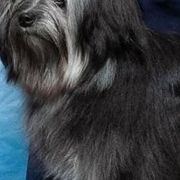 Lowchen from Mosaic Kennel