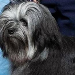 Lowchen from Mosaic Kennel