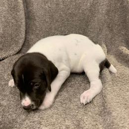 German Shorthaired Pointer Puppies from Spotted Dog Lodge