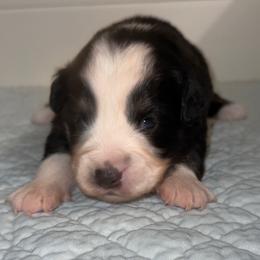 BTM 3 - Black tri male Miniature Australian Shepherd puppy in Corydon, Indiana from Arbuckle’s Lookin Good Aussies (LGA)