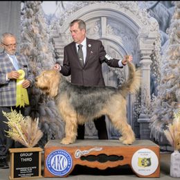 Otterhound All Grown Up from Con Cara Kennels