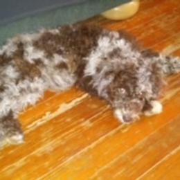 Cockapoo, Double Doodle, Goldendoodle, Poodle, and Shihpoo All Grown Up from Peace, Love, and Puppies at the Creek