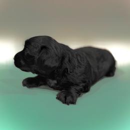 Boy 1 - Black male Dachshund puppy in Denham Springs, Louisiana from Pruitt Pups