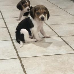 Beagle Puppies from Beech Grove Beagles