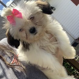 Shih Tzu and Shorkie Puppies from Kennel in the valley