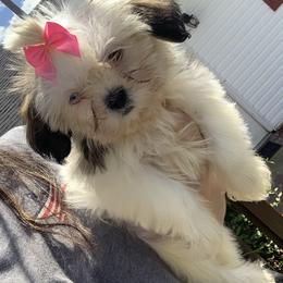 Shih Tzu and Shorkie Puppies from Kennel in the valley