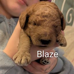 Blaze (Mint collar) - Red  male Goldendoodle puppy in Citrus Heights, California from Grandpaw's Golden Doodles