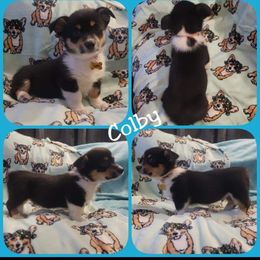 Pembroke Welsh Corgi Puppies from STR Corgis