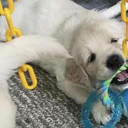 Golden Retrievers from Candy Mountain Creams