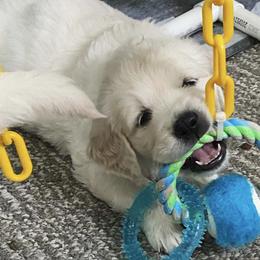 Golden Retrievers from Candy Mountain Creams