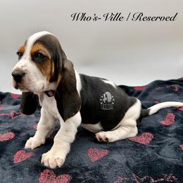 Who's-Ville - Black white and brown female Basset Hound puppy in Dingess, West Virginia from Tuckers' Howling Hounds