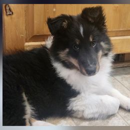 Shetland Sheepdog puppies from Stafford Shelties