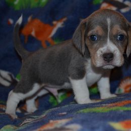 Blue Silver tri color boy Grizz - Blue tan and white male Beagle puppy in Spring Creek, Nevada from Badland Kennel