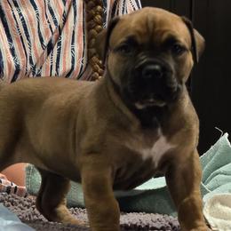 Boerboel Puppies from WILDCAT BOERBOELS