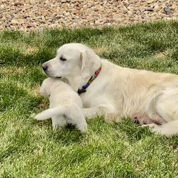 Golden Retriever and Jack Russell Terrier Puppies from Shelby Burleson's Golden Retrievers and Jack Russell Terriers