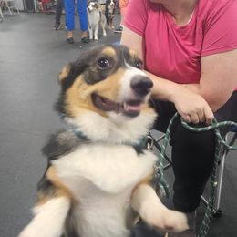 Pembroke Welsh Corgi All Grown Up from Rachael Singletary