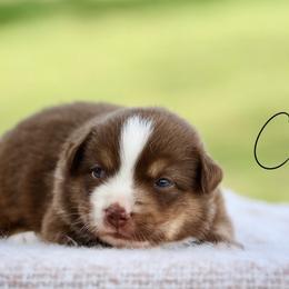 Strawberry Swirl Cheesecake - Red tri female Miniature Australian Shepherd puppy in Prague, Oklahoma from Clay Creek Aussies