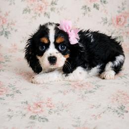 Lola - Tri-color female Cavalier King Charles Spaniel puppy in Wilburton, Oklahoma from My Kids Kennel