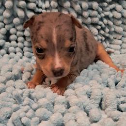 Ivy - Blue merle female Chihuahua puppy in Branford, Florida from Mbjs Doxies and chihuahuas