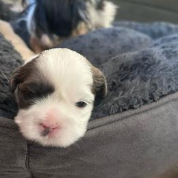 Princess - Black and white female Shih Tzu puppy in Manquin, Virginia from Koda Bears Cubs