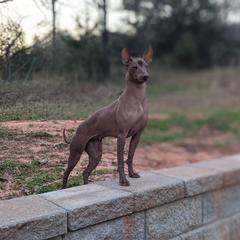 Beza - Xoloitzcuintli