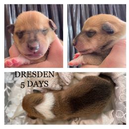 Boy 1 - Collie puppy in Central, California from Collies Of Orion Hill