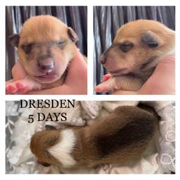 Boy 1 - Collie puppy in Central, California from Collies Of Orion Hill